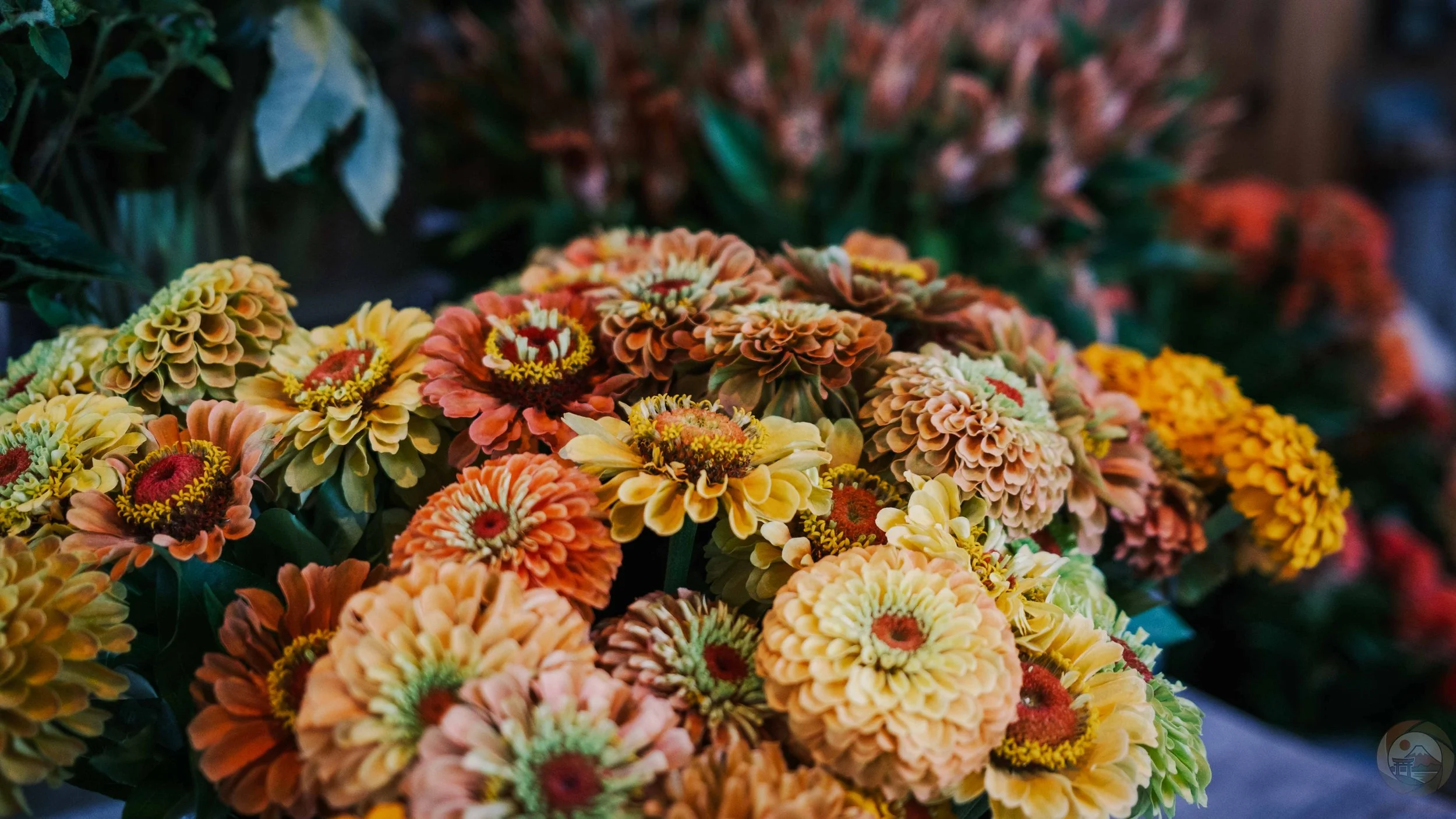 Zinnia Blooms at Flowers for Lena: A Florist's Handcrafted Beauty